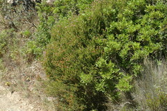 Erica terminalis