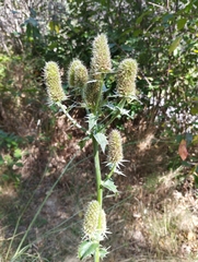 Eryngium duriaei
