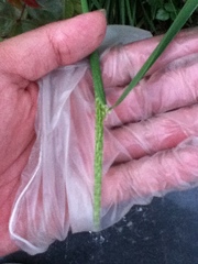 Alopecurus japonicus