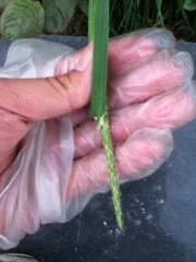 Alopecurus japonicus
