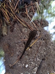 Salamandra salamandra