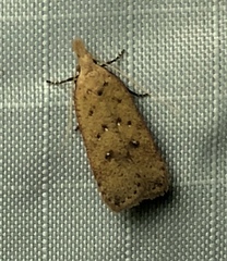 Dichomeris ventrellus