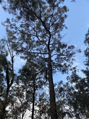 Eucalyptus paniculata