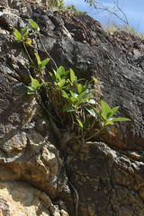 Ficus rubiginosa