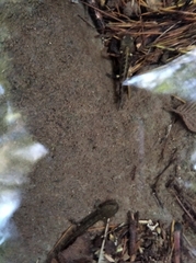 Salamandra salamandra