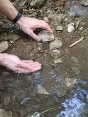 Salamandra salamandra