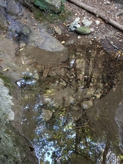 Salamandra salamandra