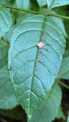 Dicranopalpus