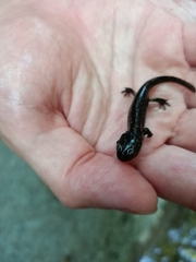 Salamandra salamandra