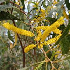Acacia auriculiformis