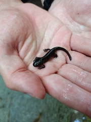 Salamandra salamandra