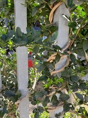 Plantae