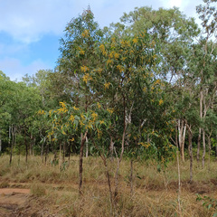Acacia auriculiformis