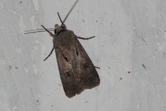 Agrotis exclamationis