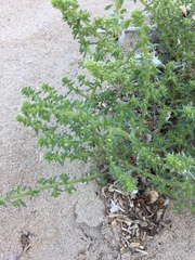 Salsola kali