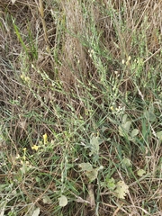 Raphanus raphanistrum