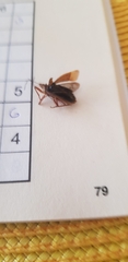 Gastrodes abietum
