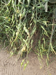 Raphanus raphanistrum