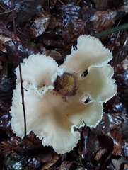 Pleurotus pulmonarius