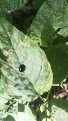 Chrysomelidae