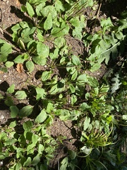 Plantago major
