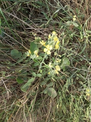 Raphanus raphanistrum