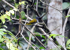 Rubigula cyaniventris