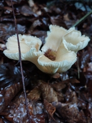 Pleurotus pulmonarius