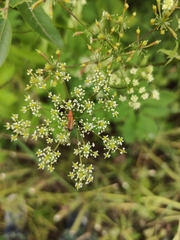 Rhagonycha fulva