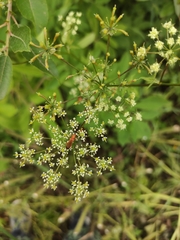 Rhagonycha fulva