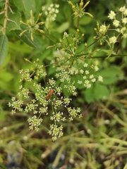 Rhagonycha fulva