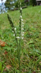 Spiranthes spiralis
