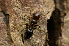 Crematogaster