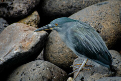 Butorides striata sundevalli