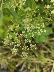 Rhagonycha fulva