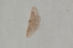 Idaea degeneraria