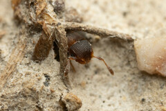 Meranoplus
