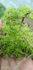 Riccia