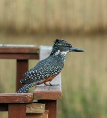 Megaceryle maxima maxima