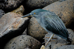 Butorides striata sundevalli