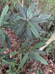 Rhododendron formosanum