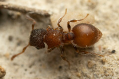 Meranoplus