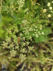 Rhagonycha fulva