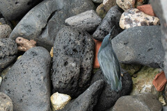 Butorides striata sundevalli