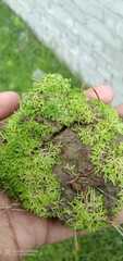 Riccia