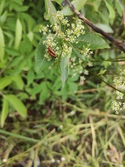 Rhagonycha fulva