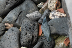 Butorides striata sundevalli