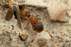 Meranoplus