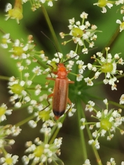 Rhagonycha fulva
