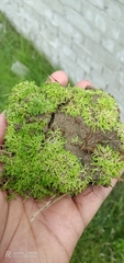 Riccia